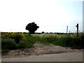 TM4388 : Bridleway to the A145 London Road at London Road Crossing by Geographer