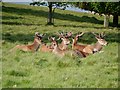 SJ7579 : Tatton Deer Park by David Dixon