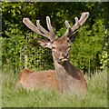 SJ7579 : Red Deer at Tatton Park by David Dixon