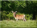 SJ7579 : Red Buck in Tatton Deer Park by David Dixon