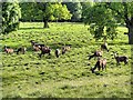 SJ7579 : A Bachelor Group of Red Deer at Tatton Park by David Dixon