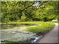 SJ5397 : Shallow Pool in Sankey Valley Park by David Dixon