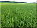 TF7618 : Cereal crop near Gayton Thorpe by Richard Humphrey