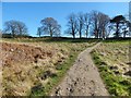 NS5379 : West Highland Way near Easter Carbeth by Lairich Rig