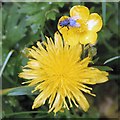 SJ9594 : Bluebottle fly on a buttercup above a dandelion by Gerald England