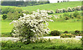 J4372 : Hawthorn blossom, Dundonald/Comber (May 2014) by Albert Bridge