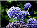 C2927 : Ceanothus , Rathmullan by Kenneth  Allen