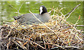 J3675 : Nesting coots, Victoria Park, Belfast - June 2014(2) by Albert Bridge