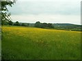 SK3865 : Field of Buttercups near Moorside farm by Jonathan Clitheroe