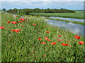 TL4583 : Colourful river bank - The Ouse Washes near Mepal by Richard Humphrey