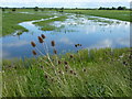 TL4482 : Teasels on the bank - The Ouse Washes near Mepal by Richard Humphrey