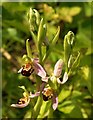 SX9066 : Bee Orchid, Nightingale Park by Derek Harper