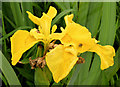 J4482 : Yellow (flag) iris, Helen's Bay - June 2014(1) by Albert Bridge