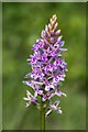 TQ2451 : Common Spotted Orchid (Dactylorhiza fuchsii) by Ian Capper