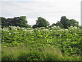 NT1672 : Giant Hogweed at Gogarburn by M J Richardson