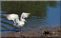 J3675 : Gull, Victoria Park, Belfast - June 2014(1) by Albert Bridge