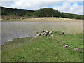 NR3868 : Old jetty on Eilean Mòr by M J Richardson