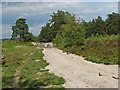 SU8741 : Lowland heath, Hankley Common by Alan Hunt