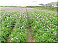 SW8975 : Cornish potato field at Trevone by David Hawgood