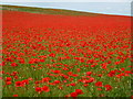 TF7720 : Poppies on Massingham Heath in Norfolk by Richard Humphrey