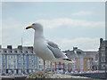 SN5882 : Herring Gull, Aberystwyth, Ceredigion by Christine Matthews