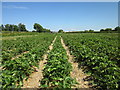 SJ4053 : Strawberry Fields at Holt by Jeff Buck