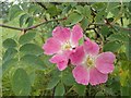 SH8549 : Wild rose by a Welsh country lane by Andrew Hill