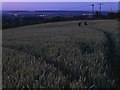 SK4537 : Wheat field at dawn by David Lally