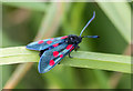 TA1974 : Narrow Bordered Five-Spot Burnet Moth, Bempton Cliffs, Yorkshire by Christine Matthews