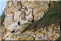 TA2372 : Puffins (Fratercula arctica), North Landing, Yorkshire by Christine Matthews