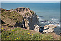 TA2472 : Gulls and Razorbills, Headland Way, Yorkshire by Christine Matthews