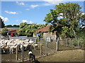 NT4148 : Sorting the sheep at Howliston by M J Richardson