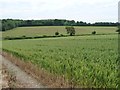 SU5423 : Hedges marking the lane to Blackmore Farm and Upham by Christine Johnstone