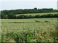 SU4940 : Wheatfield, east of Hunton Grange Farm by Christine Johnstone