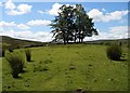 SE0774 : Path above How Stean Beck by Christopher Hall