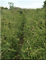 SS8477 : Overgrown footpath in duneland near Newton by eswales