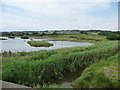 SY2591 : Earth bund, north side, Black Hole Marsh by Christine Johnstone