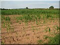 SO8976 : A maize crop near Drayton by Philip Halling