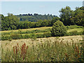 TQ0146 : Rural view near Chinthurst Hill by Alan Hunt