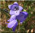 NJ7650 : Bluebell (Campanula rotundifolia) by Anne Burgess