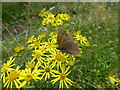 TF0528 : Butterfly on Ragwort by Bob Harvey