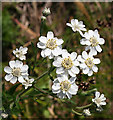 NJ7747 : Sneezewort (Achillea ptarmica) by Anne Burgess