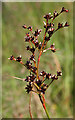 NJ7747 : Rush (Juncus spp) by Anne Burgess