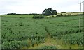 ST0441 : Unmapped path across a bean field by Christine Johnstone