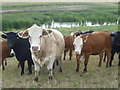 TQ8577 : Cattle on the sea wall overlooking Allhallows Marshes by Marathon