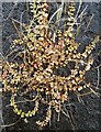 SN8664 : Plant growing on a rock face by the Claerwen Reservoir track by Andrew Hill