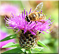 J4372 : Hoverfly, Dundonald (August 2014) by Albert Bridge