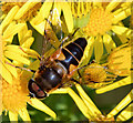 J3268 : Hoverfly, Minnowburn, Belfast (August 2014) by Albert Bridge