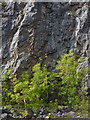 SD4872 : Young ash trees, Warton Crag Quarry by Karl and Ali