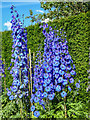 SE7169 : Dephiniums in Garden, Castle Howard, Yorkshire by Christine Matthews